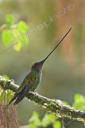 Biosphoto | 2413855 | Sword-billed Hummingbird (Ensifera ensifera), Ecuador | &copy; Glenn Bartley / BIA / Biosphoto