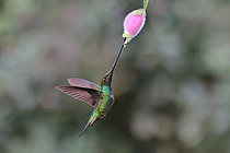 Biosphoto | 2619617 | Sword-billed Hummingbird (Ensifera ensifera) flying to feed itself on nectar of a tropical flower. Choco Andino. Ecuador. South of America | &copy; Brigitte Marcon / Biosphoto