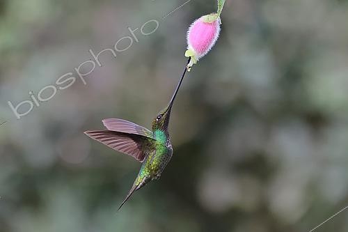 Biosphoto | 2619617 | Sword-billed Hummingbird (Ensifera ensifera) flying to feed itself on nectar of a tropical flower. Choco Andino. Ecuador. South of America | &copy; Brigitte Marcon / Biosphoto