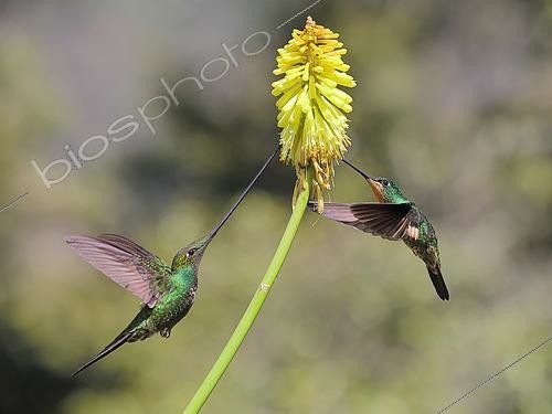 Biosphoto | 2619185 | Sword-billed Hummingbird (Ensifera ensifera) and female buff-winged starfrontlet (Coeligena lutetiae) flying to feed themselves on nectar of a Kniphofia in bloom. Choco Andino. Ecuador. South of America | &copy; Brigitte Marcon / Biosphoto