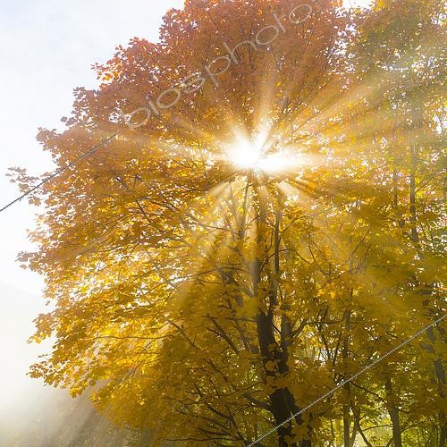 Biosphoto | 2435787 | Sycamore (Acer pseudoplatanus), plant in autumn backlit by the sun, Campania, Italy | &copy; Saverio Gatto / Biosphoto