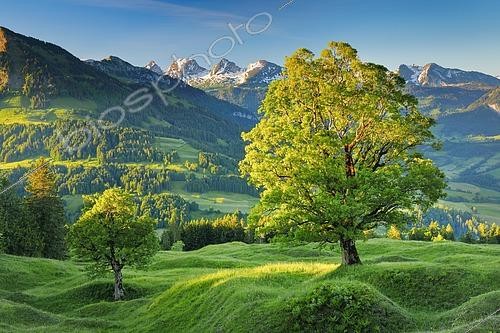 Biosphoto | 2549200 | Sycamore maple in front of snow-covered Churfirsten at sunrise in mountain spring near Ennetbühl in Toggenburg, Canton St. Gallen, Switzerland, Europe | &copy; Patrick Frischknecht / imageBROKER / Biosphoto