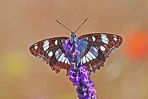Biosphoto | 2581134 | Sylvain azuré (Limenitis reducta) sur un brin de lavande en fleur, à Gréoux-les-Bains un matin d'été, dans le Parc Naturel Régional du Verdon, France | &copy; Yves Noto Campanella / Biosphoto