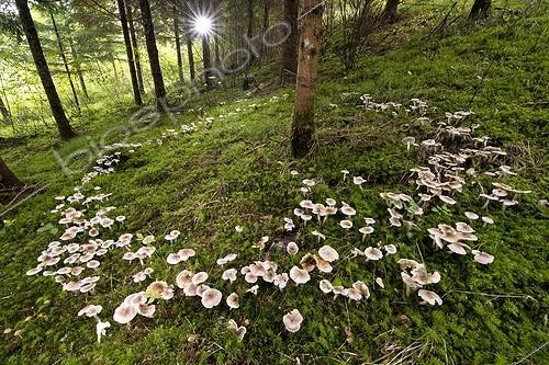 Biosphoto | 1991564 | Symbiosis between tree roots and fungi - France  ; Mycorrhizal symbiosis characterized by the location in a circle of mushrooms on the outskirts of the roots of the tree | &copy; Jean-Philippe Delobelle / Biosphoto