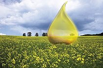 Biosphoto | 1448778 | Symbolic picture for canola oil, alternative energy source (composing shot) | &copy; Creativ Studio Heinemann / imageBROKER / Biosphoto