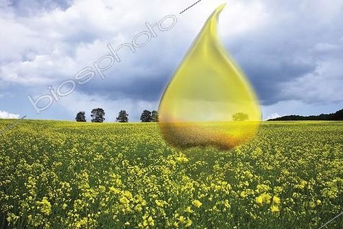Biosphoto | 1448778 | Symbolic picture for canola oil, alternative energy source (composing shot) | © Creativ Studio Heinemann / imageBROKER / Biosphoto