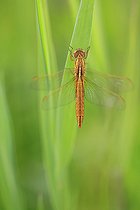 Biosphoto | 2584920 | Sympétrum à nervures rouges (Sympetrum fonscolombii) sur une feuille de roseau, France | &copy; Christophe Perelle / Biosphoto