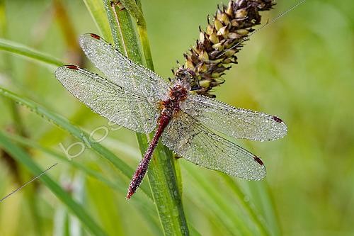 Biosphoto | 2602296 | Sympétrum (Sympetrum sp), libellule posée sur une tige en attente de se réchauffer pour prendre son envol, commune de Couffy, Loir et Cher, France | &copy; Bruno Guénard / Biosphoto