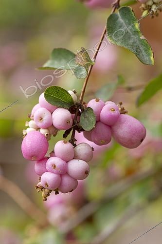 Biosphoto | 2399258 | Symphorine rose (Symphoricarpos x doorenbosii 'Mother of Pearl') | &copy; Frédéric Tournay / Biosphoto
