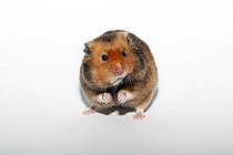 Biosphoto | 1448188 | Syrian or Golden Hamster (Mesocricetus auratus) with food in the cheek pouches | &copy; Justus de Cuveland / imageBROKER / Biosphoto