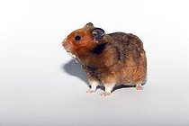 Biosphoto | 1448337 | Syrian or Golden Hamster (Mesocricetus auratus) | &copy; Justus de Cuveland / imageBROKER / Biosphoto
