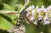 Biosphoto | 2166701 | Syrphe à allure de Conopoide (Ceriana conopsoides) sur une fleur, Parc naturel régional des Vosges du Nord, France | &copy; Michel Rauch / Biosphoto