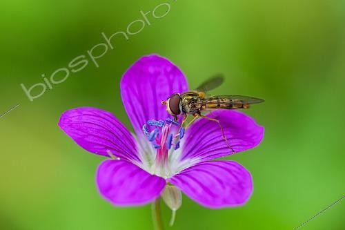 Biosphoto | 2629120 | Syrphe ceinturé ou Syrphe à ceintures (Episyrphus balteatus) sur une fleur violette de Géranium livide ou Géranium brun (Geranium phaeum), jardin des plantes devant le Muséum national d'histoire naturelle, Paris, France | &copy; Stéphane Vitzthum / Biosphoto