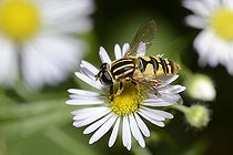 Biosphoto | 2051238 | Syrphe Héliophile suspendu (Helophilus pendulus) sur Vergerette annuelle (Erigeron anuus), 2015 09 10, Parc naturel régional des Vosges du Nord, classé Réserve mondiale de Biosphère par l'UNESCO, France | &copy; Michel Rauch / Biosphoto
