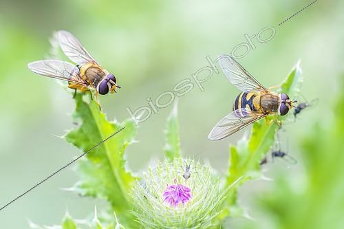 Biosphoto | 2601094 | Syrphes du groseillier (Syrphus ribesii) et pucerons sur un chardon, Auvergne, France | &copy; Monique Morin / Biosphoto