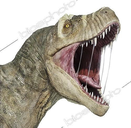 Biosphoto | 2478872 | T-rex head with open mouth, isolated on white background. | &copy; Leonello Calvetti / Stocktrek Images / Biosphoto