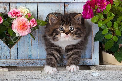 Biosphoto | 2439250 | Tabby and white Kitten in a blue wooden heart with roses in the garden. Persian cat mixed Main-Coon | &copy; Hélène & Jean-Michel Sotto / Biosphoto