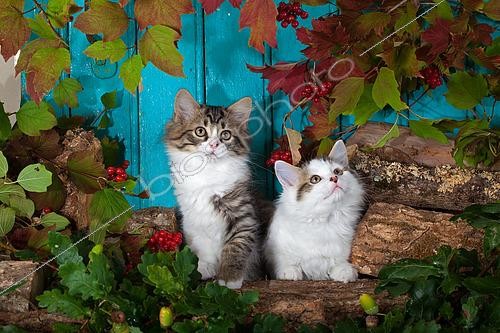 Biosphoto | 2439170 | Tabby and white kittens sitting on wood pile by autumn leaves and blue background in studio | &copy; Hélène & Jean-Michel Sotto / Biosphoto