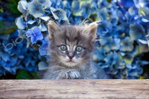Biosphoto | 2439177 | Tabby gray and white kitten sitting on log by blue hydrangeas in garden | &copy; Hélène & Jean-Michel Sotto / Biosphoto