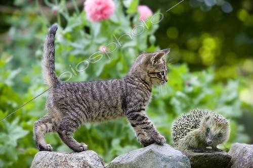 Biosphoto | 675990 | Tabby Kitten and hedgehog on a stone wall  | &copy; Bruno Mathieu / Biosphoto