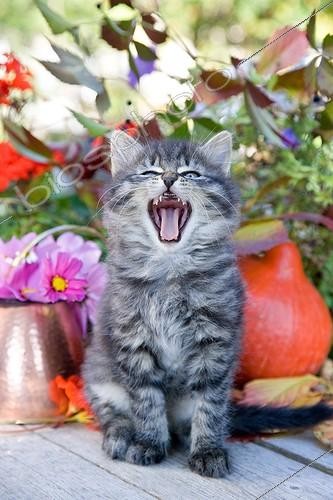 Biosphoto | 989956 | Tabby kitten sitting in front of a copper pot and flowers France  | &copy; Bruno Mathieu / Biosphoto