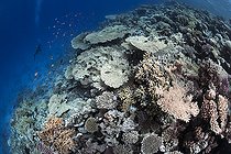 Biosphoto | 2583325 | Table coral of the genus Acropora. Coral reef, corals. Ras Muhammad National Park (Sharm Al Sheikh - Raas Mohammed) and Tiran Strait. Sinai Peninsula. Red Sea, Egypt. | &copy; Sergio Hanquet / Biosphoto