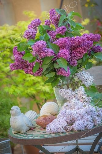 Biosphoto | 2064953 | Table de fleurs au printemps Lilas, Provence, France | &copy; Philippe Giraud / Biosphoto
