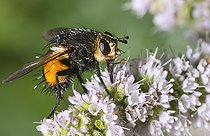 Biosphoto | 2544973 | Tachinaire féroce (Nowickia ferox) sur menthe en fleurs, Parc naturel régional des Vosges du Nord, France | &copy; Michel Rauch / Biosphoto
