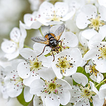 Biosphoto | 2621489 | Tachinaire sauvage (Tachina fera) sur des fleurs de Poirier (Pyrus communis), Bouches-du-Rhône, France | &copy; Marie Aymerez / Biosphoto