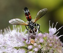 Biosphoto | 2051215 | Tachinid Fly (Cylindromyia auripes) on Mint, 2015 August 02, Northern Vosges Regional Nature Park, declared a World Biosphere Reserve by UNESCO, France | &copy; Michel Rauch / Biosphoto