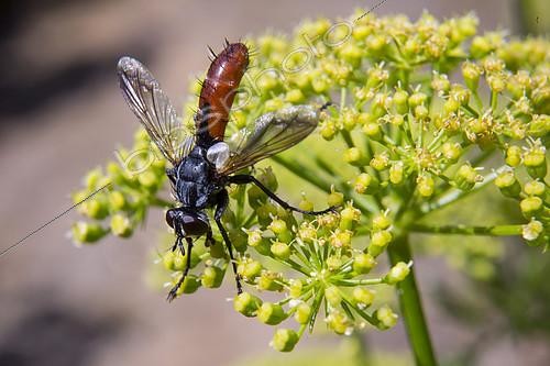 Biosphoto | 2118918 | Tachinid fly (Cylindromyia bicolor) on an inflorescence of parsley in summer, Country garden, Lorraine, France | &copy; André Simon / Biosphoto
