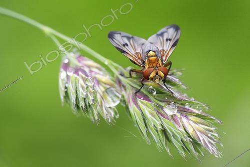 Biosphoto | 2602371 | Tachinid fly (Ectophasia crassipennis) posed on a poacea after a spring shower, Auvergne, France | &copy; Monique Morin / Biosphoto