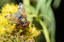 Biosphoto | 2051259 | Tachinid fly (Phasia hemiptera) on Canada goldenrod, 2015 September 03, Northern Vosges Regional Nature Park, declared a World Biosphere Reserve by UNESCO, France | &copy; Michel Rauch / Biosphoto