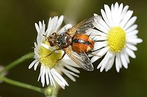 Biosphoto | 2051265 | Tachinid Fly (Tachina fera) on annual fleabane (Erigeron anuus), 10 September 2015, Northern Vosges Regional Nature Park, declared a World Biosphere Reserve by UNESCO, France | &copy; Michel Rauch / Biosphoto