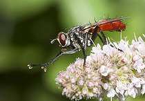 Biosphoto | 2166702 | Tachinide à abdomen orangé (Cylindromyia bicolor) sur une fleur, Parc naturel régional des Vosges du Nord, France | &copy; Michel Rauch / Biosphoto