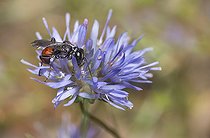 Biosphoto | 2166822 | Tachysphex (Tachysphex obscuripennis) female on a Sheep's-bit (Jasione montana), Regional Natural Park of Northern Vosges, France | &copy; Michel Rauch / Biosphoto