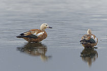 Biosphoto | 2608815 | Tadorne casarca (Tadorna ferruginea) dans l'eau, Zélande, Pays-Bas | &copy; Christian Cabron / Biosphoto