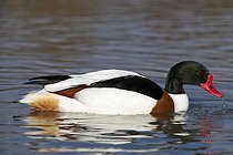 Biosphoto | 1250924 | Tadorne de Belon sur l'eau WWT Slimbridge Reserve RU | &copy; Michel Gunther / Biosphoto