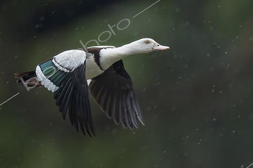 Biosphoto | 2576584 | Tadorne radjah (Tadorna radjah) en vol sous la pluie, Papouasie Nouvelle Guinée | &copy; Glenn Bartley / BIA / Biosphoto
