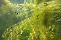 Biosphoto | 1240174 | Tadpoles swimming in a lake algae Jura France | &copy; Michel Loup / Biosphoto