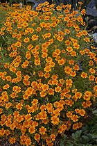 Biosphoto | 1250616 | Tagètes 'Tangerine Gem' dans un jardin potager | &copy; NouN / Biosphoto