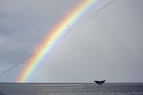 Biosphoto | 2096382 | Tail of a sperm whale diving under the rainbow (Physeter macrocephalus), Vulnerable (IUCN), Dominica, Caribbean Sea, Atlantic Ocean. Digital composed. | © Franco Banfi / Biosphoto