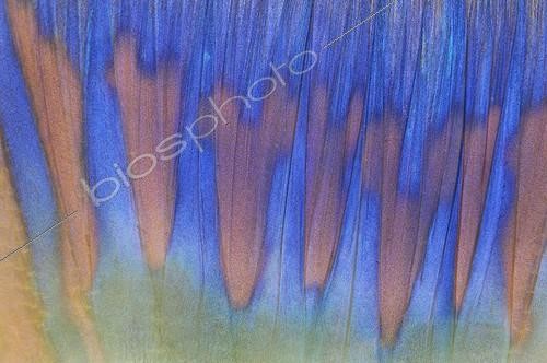 Biosphoto | 747308 | Tail of Longnose Parrotfish Marsa Alam Red Sea Egypt | &copy; Borut Furlan / WaterFrame / Biosphoto