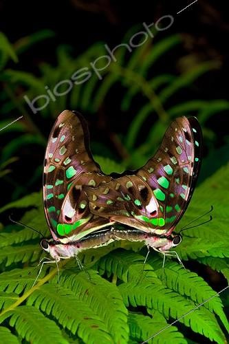 Biosphoto | 2050216 | Tailed-jay butterflies (Graphium agamemnon) mating, Florida, USA | &copy; Michael Turco / Biosphoto