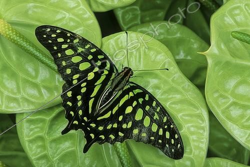 Biosphoto | 2050527 | Tailed jay butterfly (Graphium agamemnon), Florida, USA | &copy; Michael Turco / Biosphoto