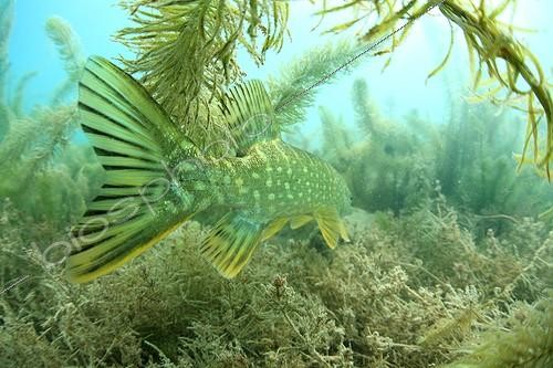 Biosphoto | 1460869 | Taill fin of a northern pike in an aquatic grass France | &copy; Rémi Masson / Biosphoto