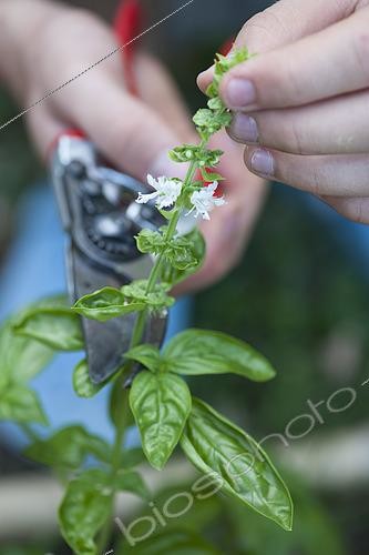 Biosphoto | 2436955 | Taille au sécateur d'une hampe florale de Basilic (Ocimum basilicum) pour favoriser de nouvelles pousses. | &copy; Alexandre Petzold / Biosphoto