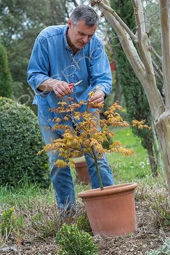 Biosphoto | 1876860 | Taille d'un Erable en pot au jardin | &copy; Philippe Giraud / Biosphoto