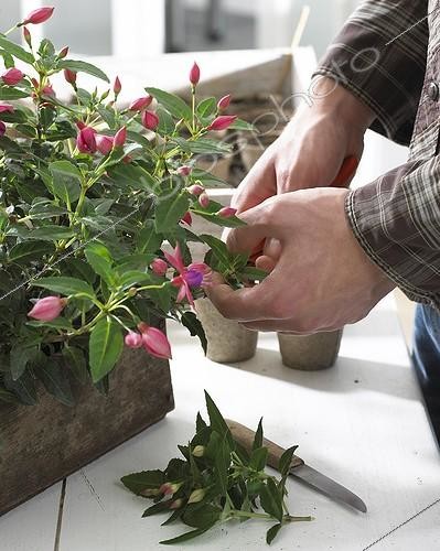 Biosphoto | 1091586 | Taking Fuchsia cuttings | &copy; Visions Botanical / Visions Pictures / Biosphoto