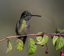 Biosphoto | 2455099 | Talamanca Hummingbird (Eugenes spectabilis), immature male flicking tongue, Chiriqui, Panama | &copy; Ignacio Yufera / Biosphoto